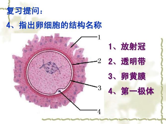 鸡蛋卵细胞_鸡蛋卵细胞由哪三部分组成