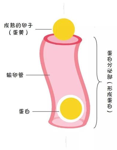 鸡蛋卵细胞_鸡蛋卵细胞由哪三部分组成