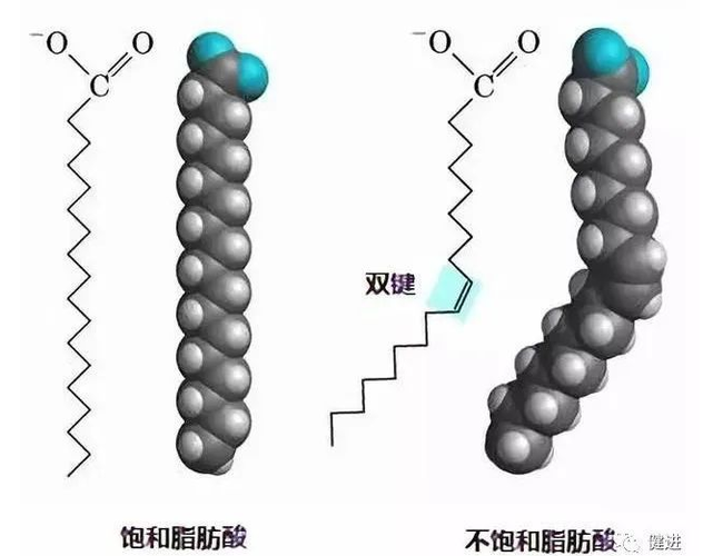 长链脂肪酸_长链脂肪酸和短链脂肪酸区别