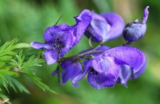 附子花_附子花的花语