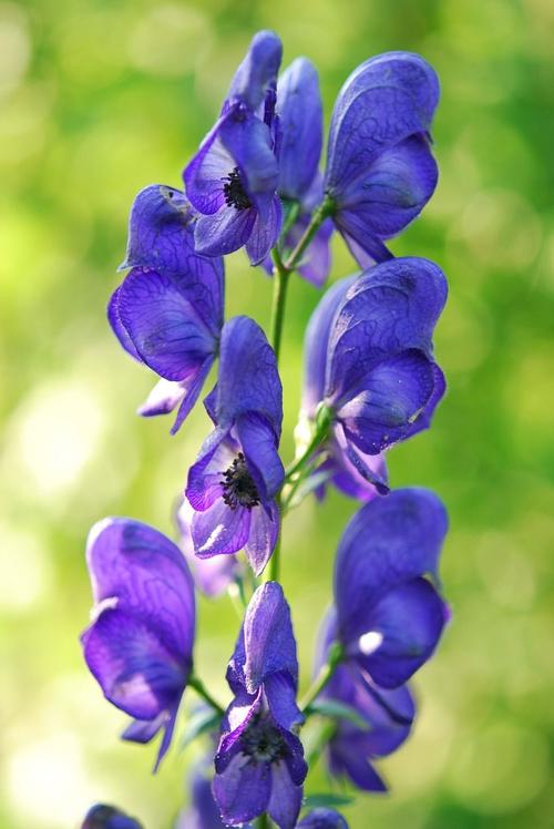 附子花_附子花的花语