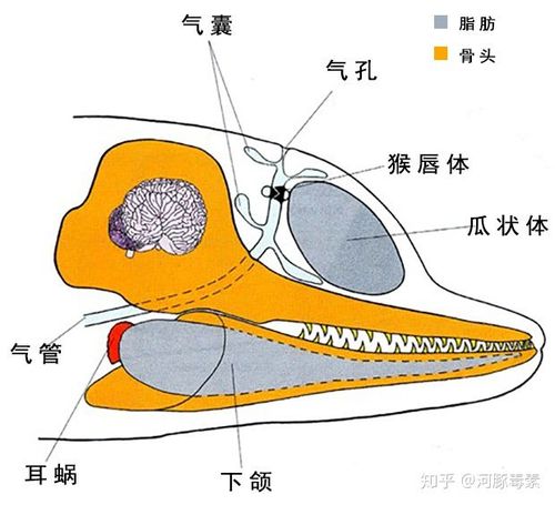 声纳原理_海豚声纳原理