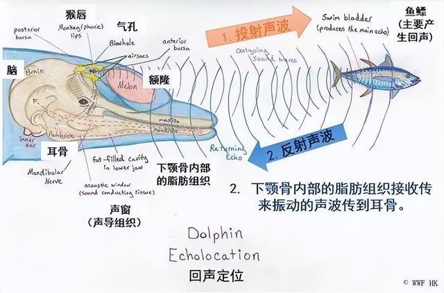 声纳原理_海豚声纳原理