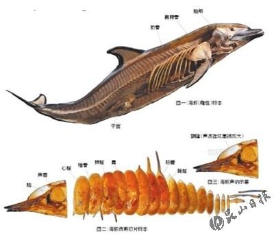 声纳原理_海豚声纳原理