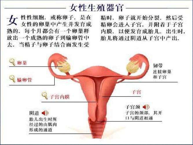 女性生理知识_女性生理知识科普PPT