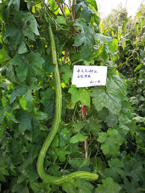 巨型一号丝瓜水好吗_巨型一号丝瓜种植时间