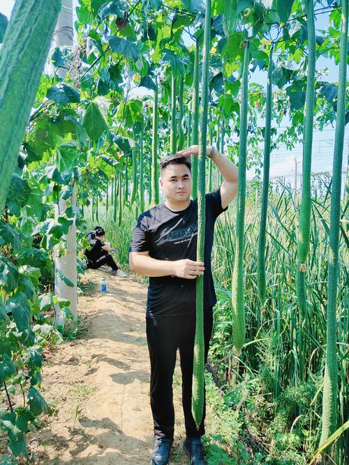 巨型一号丝瓜水好吗_巨型一号丝瓜种植时间