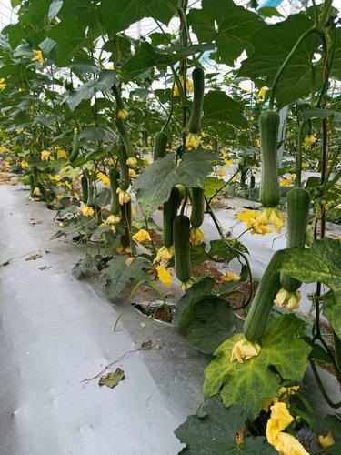 巨型一号丝瓜水好吗_巨型一号丝瓜种植时间