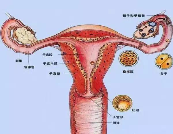 阴道穴位图_女性生殖图示结构详解