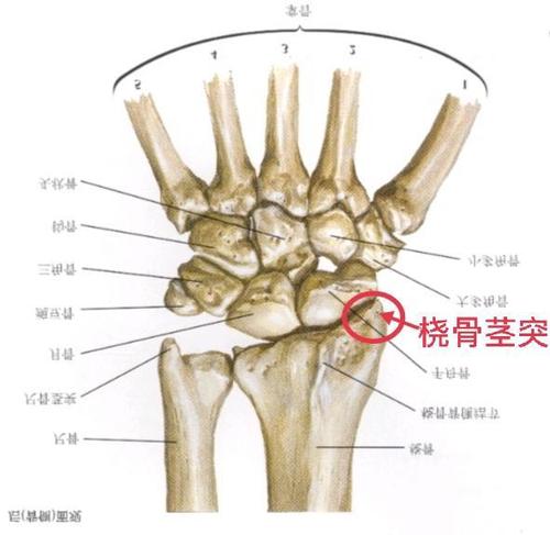 桡骨是哪个部位图片_手腕桡骨是哪个部位图片