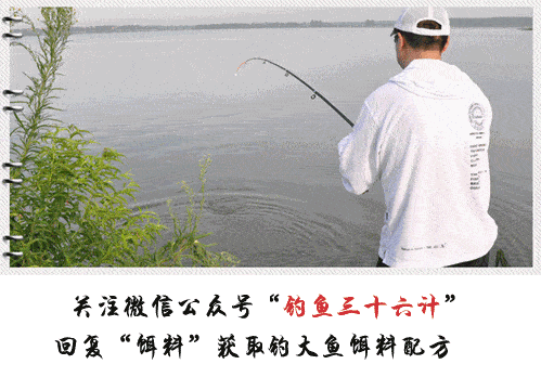 浑水钓鱼_浑水钓鱼技巧