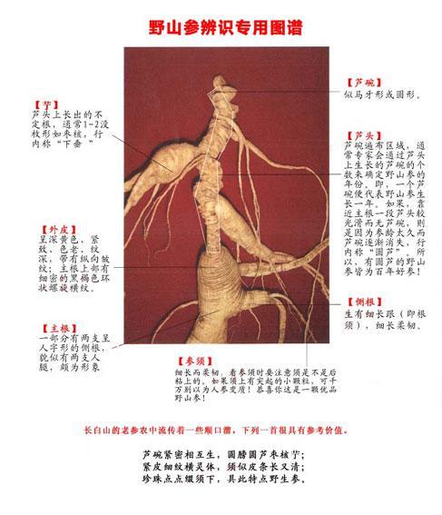 人参辨别_人参辨别方法