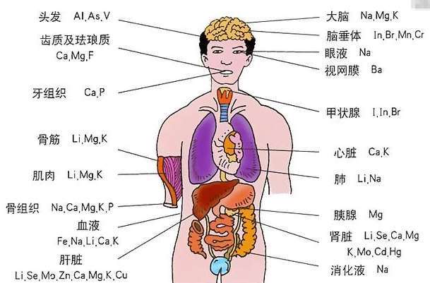 人体内脏器官图_人体内脏器官图的位置示意图