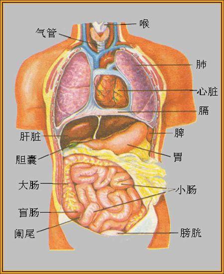 人体内脏器官图_人体内脏器官图的位置示意图