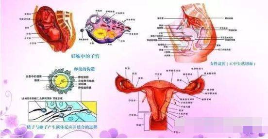 女生殖器结构图_女性外部生殖图示的结构详解