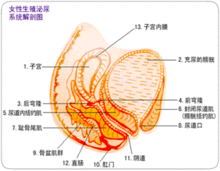 女生殖器结构图_女性外部生殖图示的结构详解