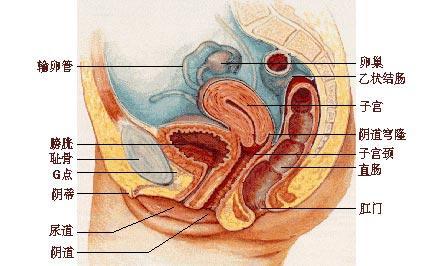 女生殖器结构图_女性外部生殖图示的结构详解