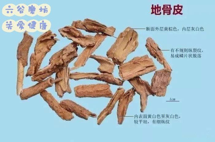 地骨皮的功效与作用及食用方法_地骨皮的功效与作用效