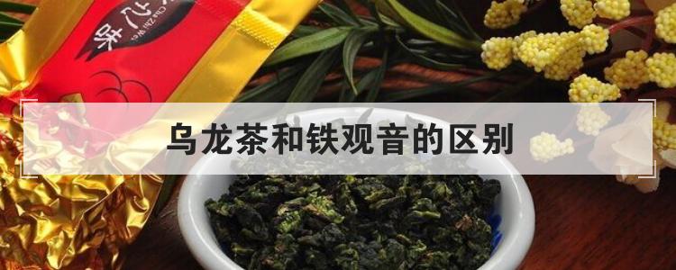 乌龙茶和铁观音的区别_乌龙茶和铁观音茶的区别