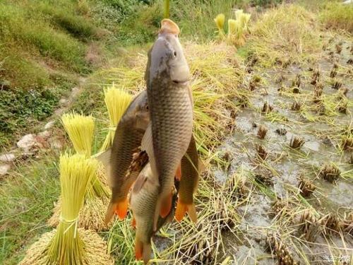 稻花鱼_稻花鱼的做法