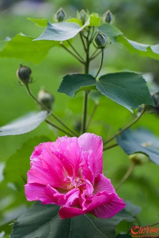 芙蓉花开花季节_芙蓉花开花季节是几月