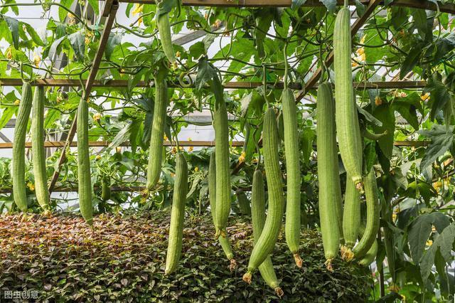 丝瓜种植_丝瓜种植方法和时间