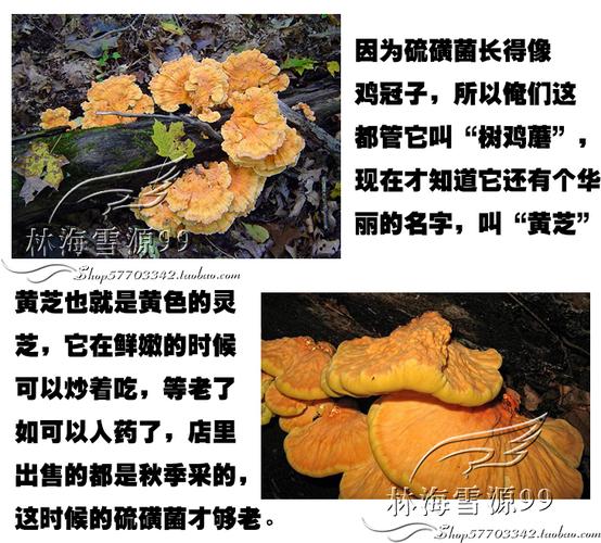 硫磺菌_硫磺菌的功效和作用