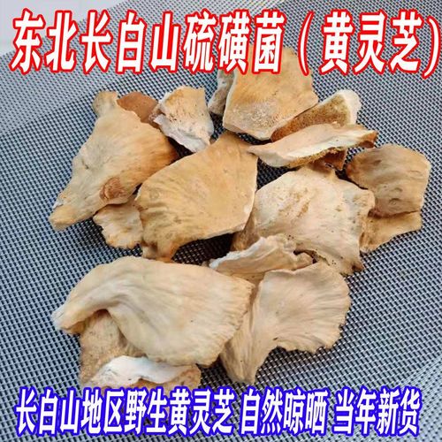 硫磺菌_硫磺菌的功效和作用