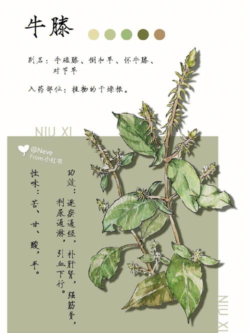 牛膝的作用与功效_牛膝的作用与功效用量