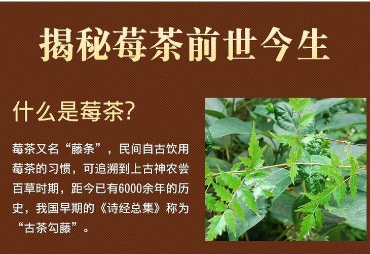 茶的功效_莓茶的功效与作用