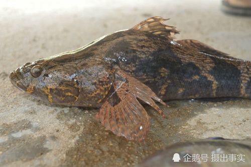 木头鱼_木头鱼图片