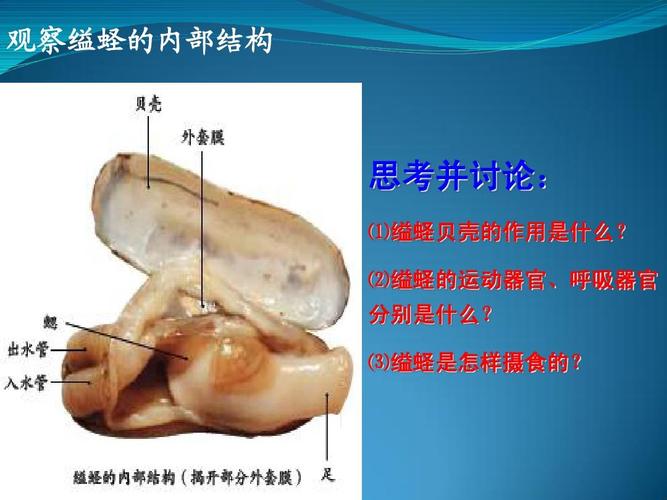 缢蛏_缢蛏用什么呼吸