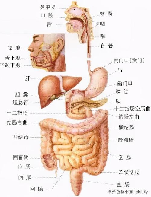 人体器官结构_人体器官结构示意图后背