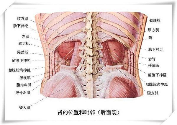 人体器官结构_人体器官结构示意图后背