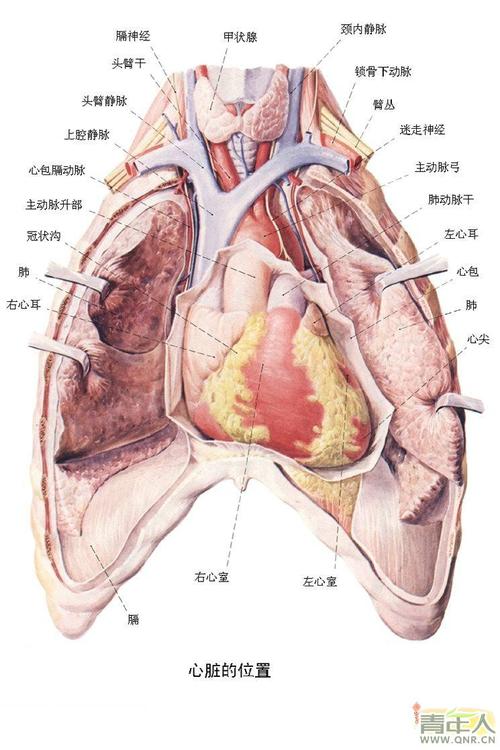 人体构造图片_人体构造图片心脏