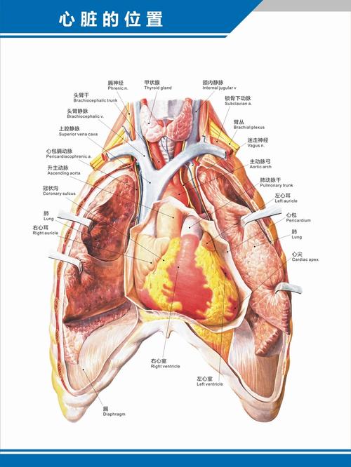 人体构造图片_人体构造图片心脏