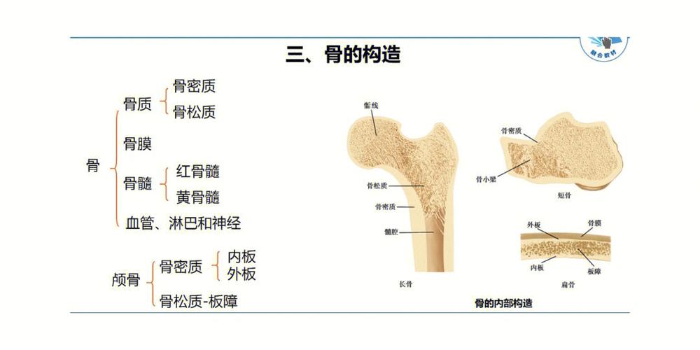 骨的结构_骨的结构包括哪三部分?