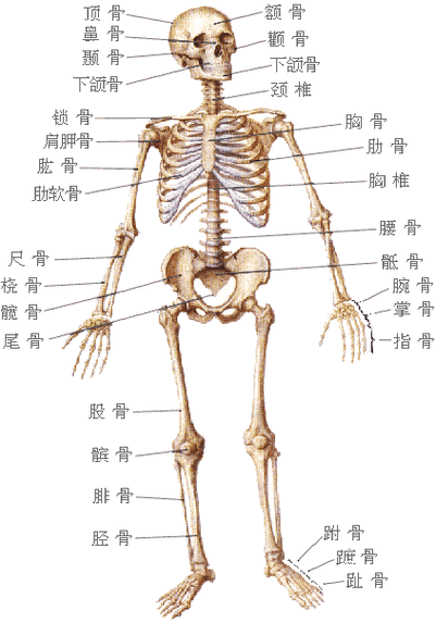 骨的结构_骨的结构包括哪三部分?