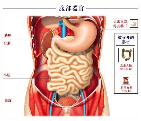 胰腺在人体的哪个部位图解_胰腺在人体的哪个部位图解