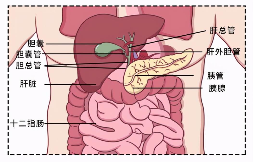 胰腺在人体的哪个部位图解_胰腺在人体的哪个部位图解