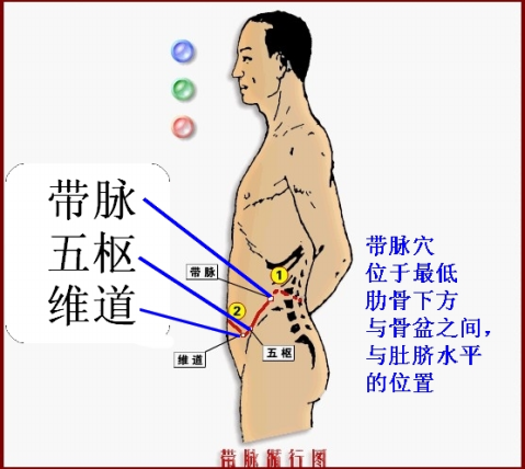 带脉_带脉的准确位置图