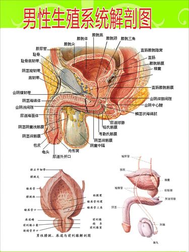 生殖系统结构图_