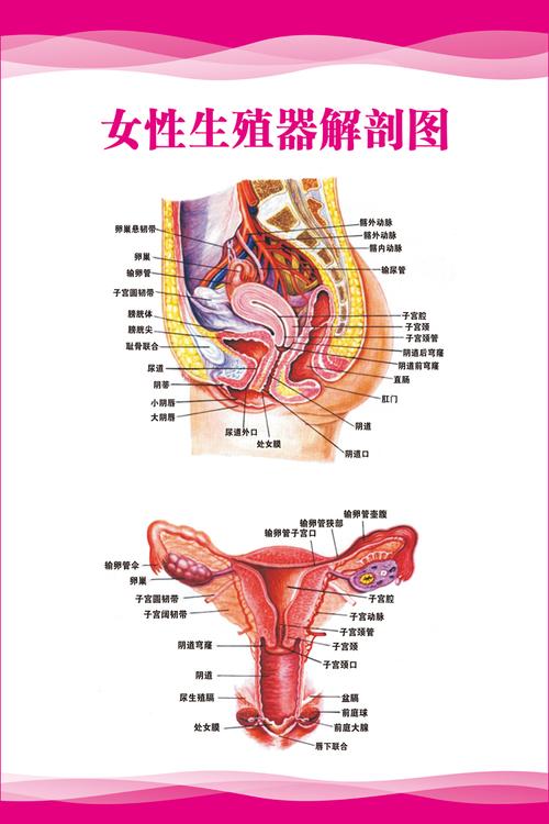 生殖系统结构图_