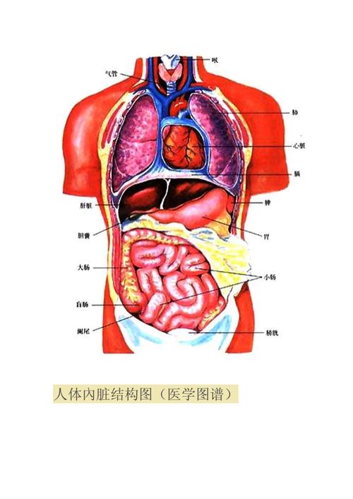 人体内脏_人体内脏位置结构图解