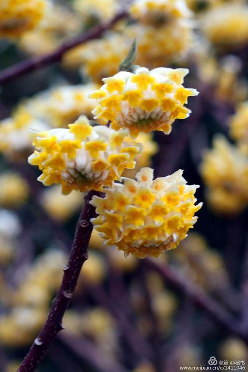 结香花_结香花为啥不能种家里