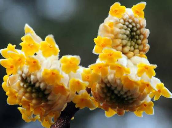 结香花_结香花为啥不能种家里