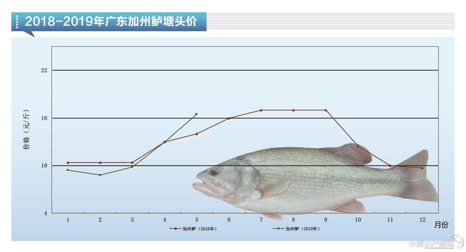 鲈鱼价格_鲈鱼价格今日价一斤