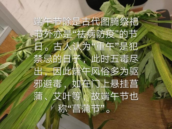 挂艾草与菖蒲_挂艾草与菖蒲英文