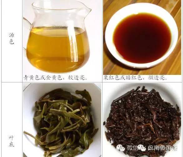 普洱茶的功效与作用_普洱茶的功效与作用适合什么人喝