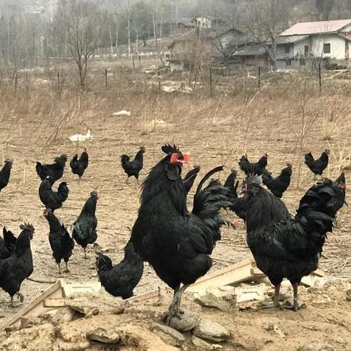 略阳乌鸡_略阳乌鸡好吗